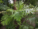 Wallichia oblongifolia | Dwarf Wallichs Fishtail Himalayan Palm | 20_Seeds