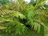 Wallichia oblongifolia | Dwarf Wallichs Fishtail Himalayan Palm | 20_Seeds