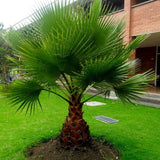 Washingtonia filifera | California Desert Fan Palm | Petticoat | 10_Seeds