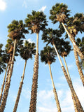 Washingtonia filifera | California Desert Fan Palm | Petticoat | 10_Seeds