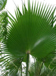 Washingtonia robusta | Mexican fan palm | Skyduster | 10_Seeds