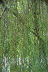 Cupressus macrocarpa Saligna Aurea | Weeping Golden Cypress | 10_Seeds