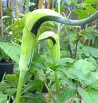 Arisaema tortuosum | Whipcord Cobra Lily | 10_Seeds