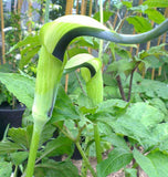 Arisaema tortuosum | Whipcord Cobra Lily | 10_Seeds