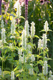 Agastache rugosa Alba | Liquorice White Anise Hyssop | Snow Spike | 10_Seeds