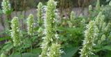 Agastache rugosa Alba | Liquorice White Anise Hyssop | Snow Spike | 10_Seeds