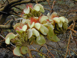 Adenanthera pavonina | False Wiliwili | Red-Bead Tree | 10_Seeds