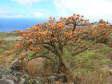 Adenanthera pavonina | False Wiliwili | Red-Bead Tree | 10_Seeds