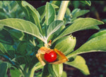 Withania somnifera | Ashwagandha | Indian Ginseng | Winter Cherry | 100_Seeds