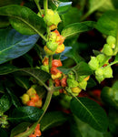Withania somnifera | Ashwagandha | Indian Ginseng | Winter Cherry | 20_Seeds
