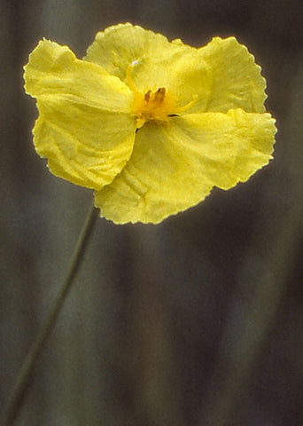 Xyris gracilis | Slender Yellow-Eye | 10_Seeds