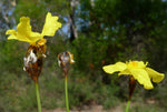 Xyris gracilis | Slender Yellow-Eye | 10_Seeds