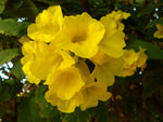 Tecoma stans | Yellow Bells |  Trumpet Flower | 20_Seeds