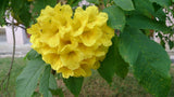 Tecoma stans | Yellow Bells |  Trumpet Flower | 20_Seeds
