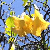 Brugmansia suaveolens Yellow | 10_Seeds