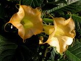 Brugmansia suaveolens Yellow | 10_Seeds