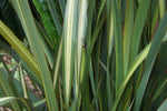 Phormium tenax Yellow Wave | New Zealand Flax | 10_Seeds