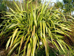Phormium tenax Yellow Wave | New Zealand Flax | 10_Seeds