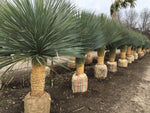 Yucca rostrata | Beaked Yucca | Big Bend Yucca | 10_Seeds