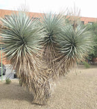 Yucca rostrata | Beaked Yucca | Big Bend Yucca | 10_Seeds