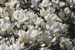 Magnolia denudata | Lily Tree | 5_Seeds
