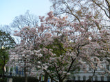 Magnolia denudata | Lily Tree | 10_Seeds