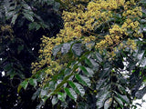 Zanthoxylum rhetsa | Cape Yellowwood | Ivy Rue | Indian Pepper | 20_Seeds