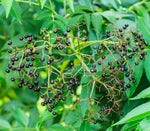Zanthoxylum rhetsa | Indian Prickly Ash | Cape Yellowwood | 20_Seeds