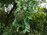 Zanthoxylum rhetsa | Cape Yellowwood | Ivy Rue | Indian Pepper | 20_Seeds