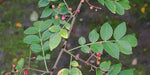 Zanthoxylum planispinum | Winged Prickly Ash | Bamboo-leaf | 10_Seeds