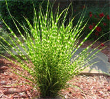 Miscanthus sinensis Zebrinus | Zebra Grass | 10_Seeds