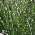 Miscanthus sinensis Zebrinus | Zebra Grass | 10_Seeds