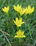 Zephyranthes citrina | Yellow Fairy Lily | Citron Zephyr | 10_Seeds