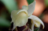 Zingiber montanum | Cassumunar Ginger | 10_Seeds